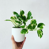 Njoy + Neon + Manjula + Marble Pothos, with 5.5 inches white decor pot